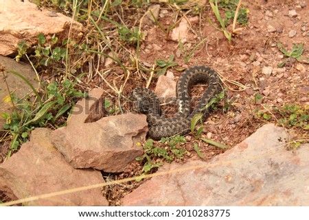 Dangerous viper on a stone, nature and wildlife concept.