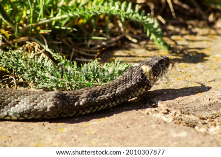 A closeup shot of a snake