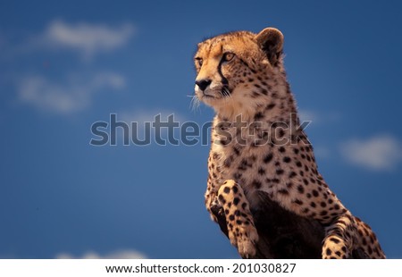 Cheetah against blue sky