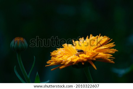 A closeup shot of a fly on a yellow Calendula in a blurred background