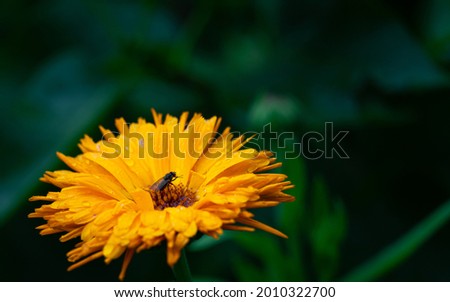 A closeup shot of a fly on a yellow Calendula in a blurred background