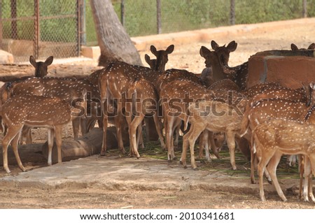 Family of deer in a park 