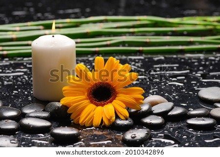 Still life of with macro of yellow gerbera flower ,candle and zen black stones with green bamboo stem on wet background

