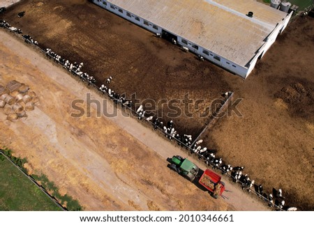 Top view of the farm with cows and pigs in the village. Production of milk and Animal husbandry concept. Cow Dairy, top view. Farm animals and Agronomy. The farm for cattle. Cowsheds in the field