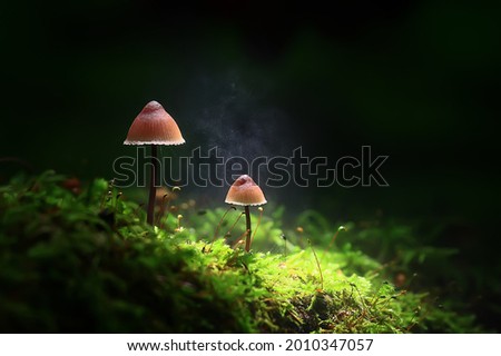 small inedible mushrooms, poisonous mushrooms forest background macro nature wild Royalty-Free Stock Photo #2010347057