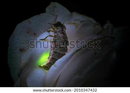 A closeup shot of a Lampyris noctiluca, glow-worm on a flower 