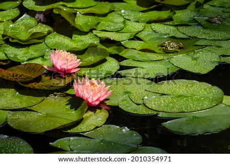 Two magical large bright pink flowers of water lily or lotus Orange sunset Perry in garden pond. There are raindrops on petals of flower. Large pond frog sits on leaves of plant  Concept of natur