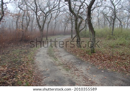 Road through the autumn forest without leaves in the fog
