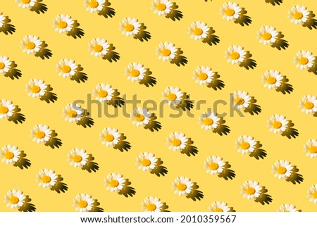 Creative summer pattern made of camomile flower on pastel background. Floral backdrop. Nature concept. Top view. Flat lay