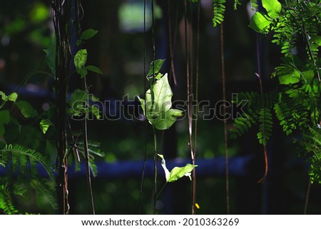 Green leaves in the dark with sunlight It's a beautiful picture of nature 