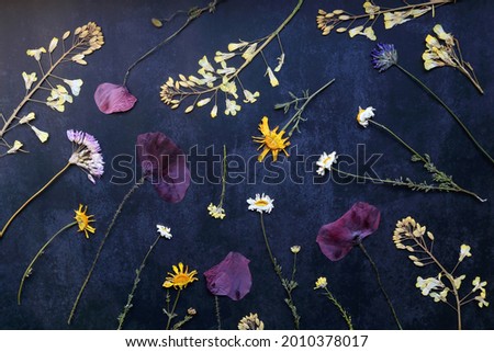 Various pressed flowers on dark blue background. Flat lay.