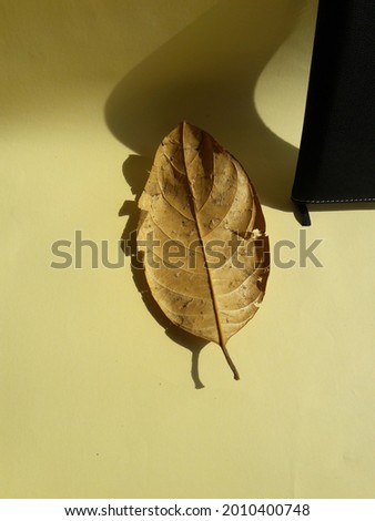photo of dry leaves and books on the table