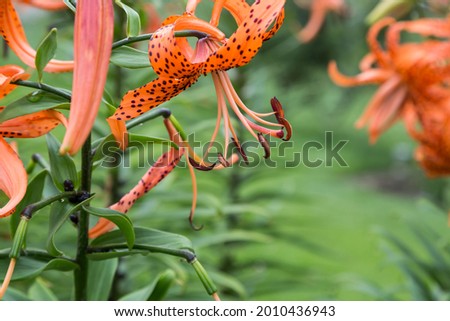 another damp Tiger Lily in the back garden after the rain