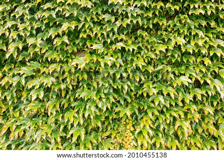 An Abstract Background Texture Of An Ivy Covered Wall 