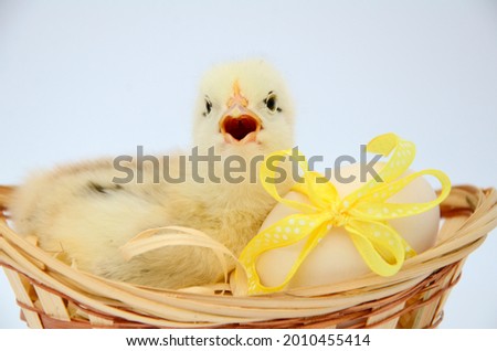 One small fluffy newborn chick is sitting in an egg basket with yellow bow on white background with copy space. Concept of Easter holiday, newborn, poultry farm.