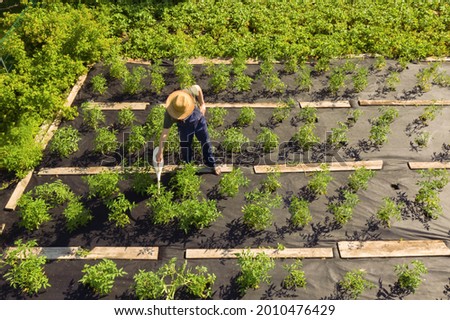 A young man in a straw hat is standing in the middle of his beautiful green garden, covered in black garden membrane, view from above. A male gardener is watering the plants with watering can Royalty-Free Stock Photo #2010476429