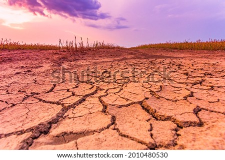 Warm dry cracked land with dead cropps, climate change concept with extreme heat Royalty-Free Stock Photo #2010480530