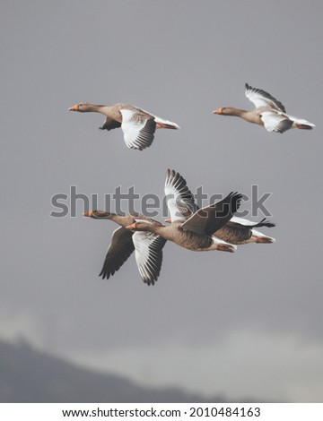 common goose flying in group