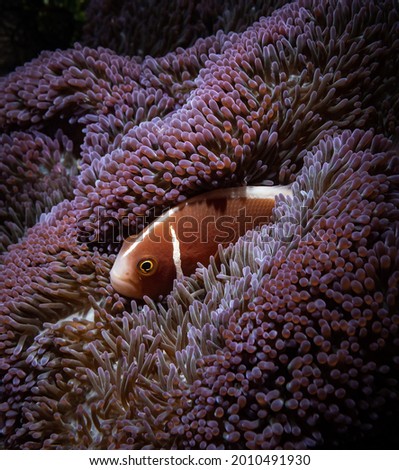 Tropical fish looking out of a lilac anemone