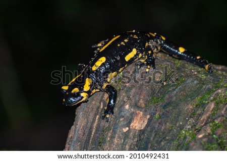A fire salamander, Salamandra salamandra, walking at night