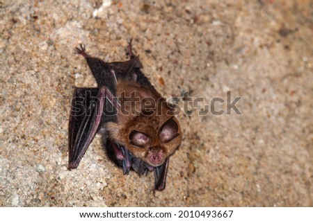 A horseshoe bat, Murcielago de herradura with a baby Royalty-Free Stock Photo #2010493667