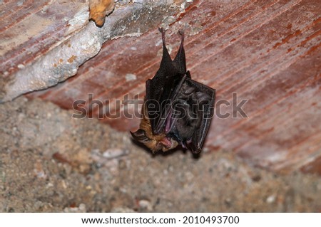 A horseshoe bat, Murcielago de herradura with a baby Royalty-Free Stock Photo #2010493700