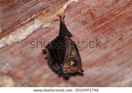 A horseshoe bat, Murcielago de herradura with a baby Royalty-Free Stock Photo #2010493748