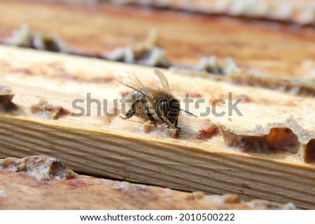 Honey bee picking honey drops in wax on a wooden frame of beehive close up blur background sunny natural conditions