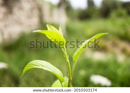 A selective focus shot of a small plant with fresh thin leaves