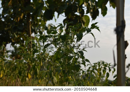 close-up of natural scenery with chili trees in the background