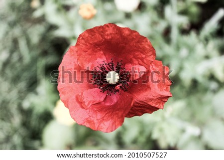 A closeup of a beautiful red poppy flower in a field
