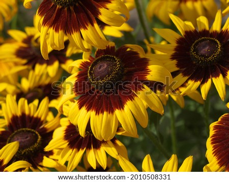 Fresh, vibrant, sunflower-like rudbeckia form a yellow-brown floral carpet. Beautiful wallpaper or web banner Close-up. Focus on foreground. Bokeh.
