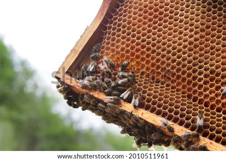 Honey bees on honey comb frames full of fresh honey in the wooden beehive close up summertime
