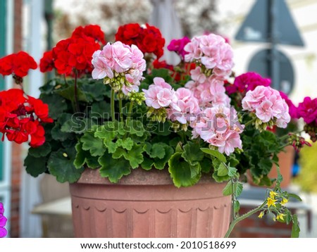 Vibrant red and pink blooming geranium flowers in decorative flower pot close up, floral wallpaper background with red and pink geranium Pelargonium Royalty-Free Stock Photo #2010518699