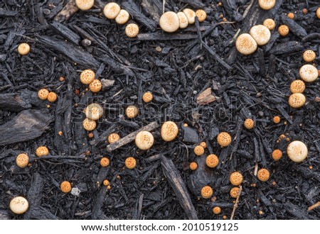  Cluster of Mini Fungi on Black Mulch  Royalty-Free Stock Photo #2010519125