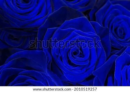 blue roses  neon isolated on a black background. I love you.