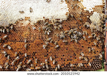 Honey bees on beehive frame filled with bee larvae and bee bread pollen close up background 