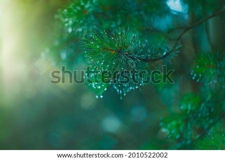 Green coniferous twigs and raindrops. A pine twig is placed at the top of a blurred horizontal background illuminated by sunlight Royalty-Free Stock Photo #2010522002