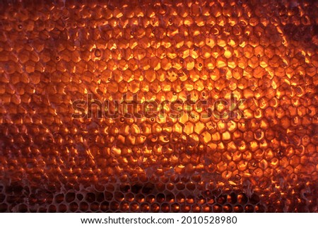 Honeycombs full with fresh honey against sunlight backlight background texture juicy amber color