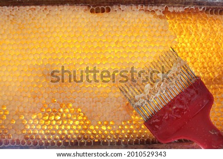 Honeycombs full with fresh honey with honeycomb scraper opener against sunlight backlight background texture juicy amber color
