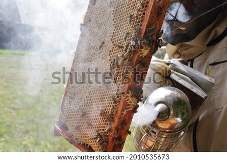 Wooden honeycomb frame with bees covered in smoke by beekeepers bee smoker close up