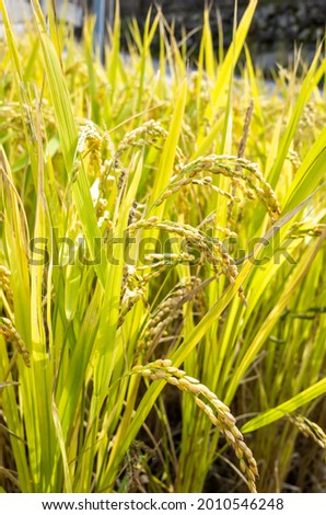 ripe rice ahead of harvest the main ingredient of rice