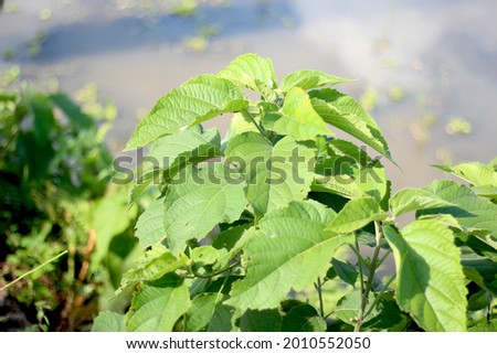 Large green leaves and blurred background