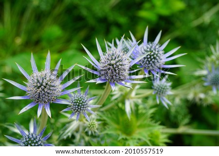 Sea Holly blue thistle Eryngium flowers growing in the garden Royalty-Free Stock Photo #2010557519