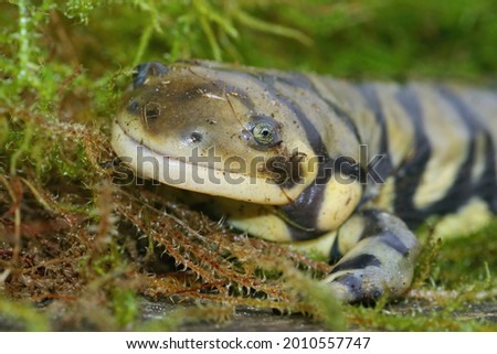 A closeup shot of a barred tiger salamander on green moss