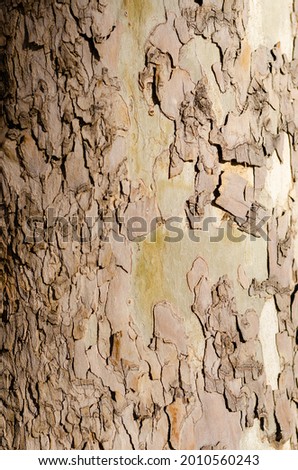 Texture of a tree bark