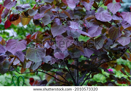 Forest pansy Eastern redbud With its purple heart shaped leaves is the focal point of this beautiful backyard.