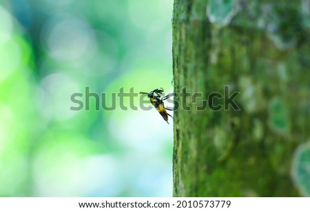 Bumble bee on tree with green and bokeh background. 