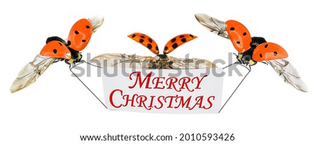 Merry Christmas greeting banner and ladybugs. Winter holidays surprise. Isolated on a white background
