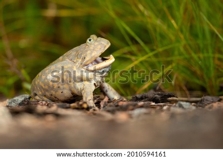 Lepidobatrachus laevis. This frog has become popular in pet stores due to its comical flat appearance and intelligent behavior. Royalty-Free Stock Photo #2010594161